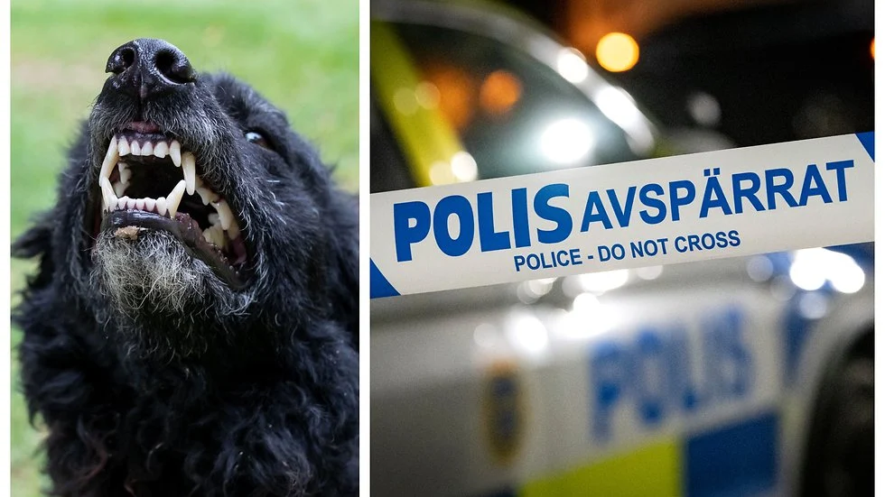Kvinna Död Hund