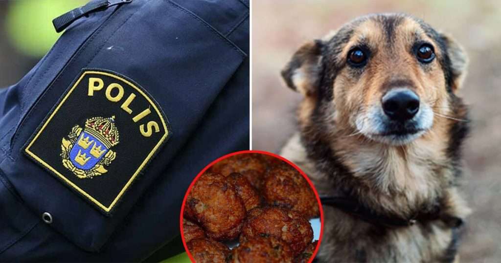 Kvinna Död Hund